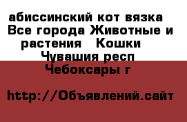 абиссинский кот вязка - Все города Животные и растения » Кошки   . Чувашия респ.,Чебоксары г.